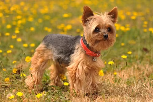 top 10 loai cho co can nang khiem ton nhat the gioi hinh anh 2