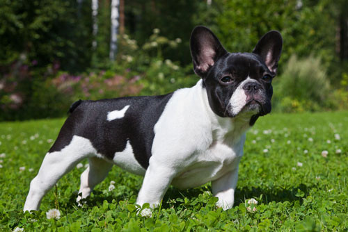 Top 10 loài chó có cân nặng khiêm tốn nhất thế giới hình ảnh 10 top 10 loai cho co can nang khiem ton nhat the gioi hinh anh 10