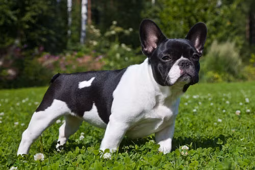 top 10 loai cho co can nang khiem ton nhat the gioi hinh anh 10