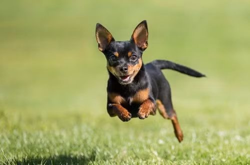 top 10 loai cho co can nang khiem ton nhat the gioi hinh anh 1