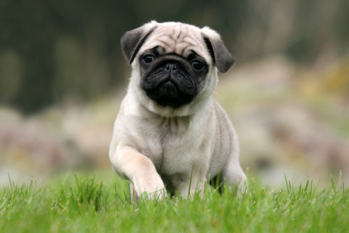 Top 10 loài chó có cân nặng khiêm tốn nhất thế giới hình ảnh 6 top 10 loai cho co can nang khiem ton nhat the gioi hinh anh 6