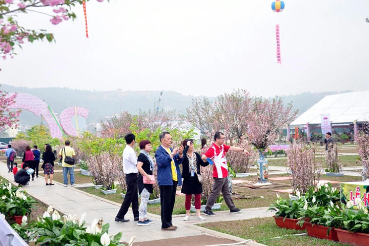 "Lễ hội hoa Anh Đào - Mai vàng Yên Tử, Hạ Long 2017 có chủ đề “Hợp tác và Phát triển. Ảnh: Báo Quảng Ninh