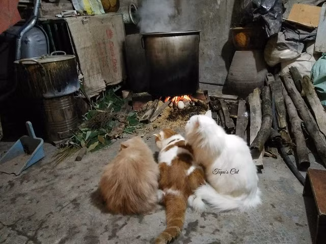 Chú mèo “quả cảm, xung phong” canh nồi bánh chưng ảnh 2