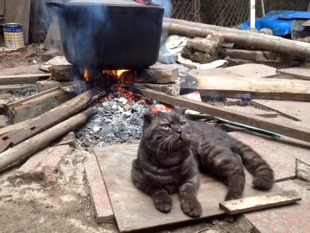 Chú mèo “quả cảm, xung phong” canh nồi bánh chưng ảnh 3