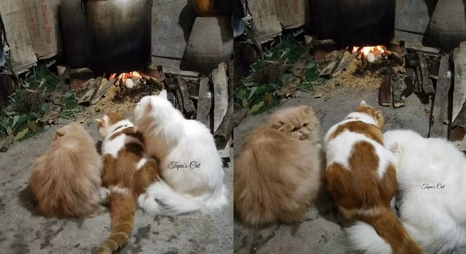 Chú mèo “quả cảm, xung phong” canh nồi bánh chưng