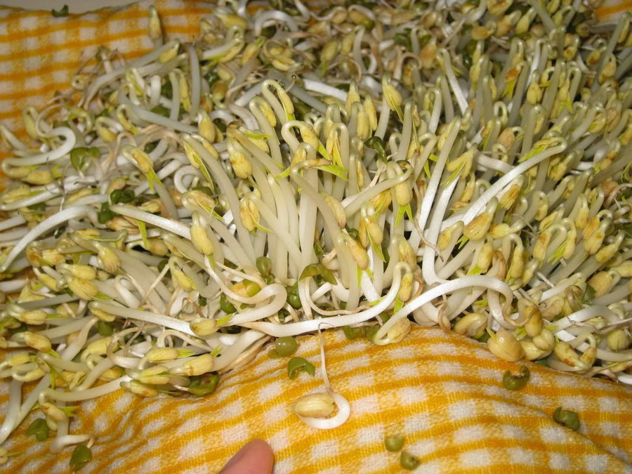 Làm giá đỗ một cách nhanh chóng bằng vải Mô tả ảnh.