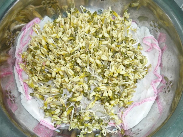 Làm giá đỗ sạch và ngon cho cả gia đình Mô tả ảnh.