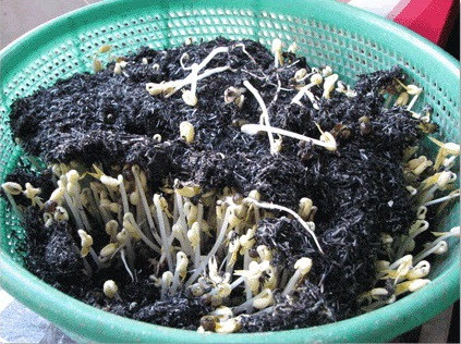 Tro bếp cũng có thể làm giá sạch một cách nhanh chóng Mô tả ảnh.