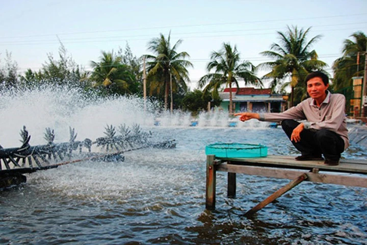 Gần 900 ha tôm nuôi bị thiệt hại do nắng hạn