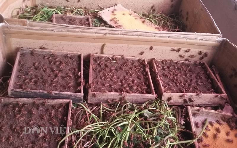 Phiêu lưu với dế mèn, ông Tỉ thành… tỷ phú hình ảnh 2 phieu luu voi de men, ong ti thanh… ty phu hinh anh 2