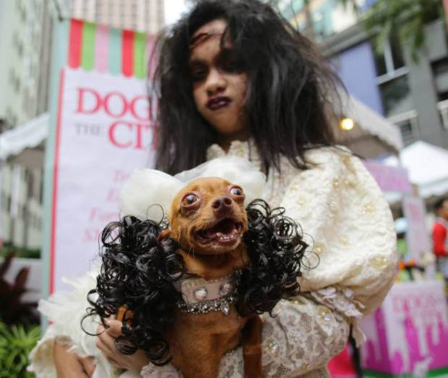 15 màn hóa trang Haloween “khó đỡ” giữa người và thú cưng hình ảnh 9 15 man hoa trang haloween “kho do” giua nguoi va thu cung hinh anh 9