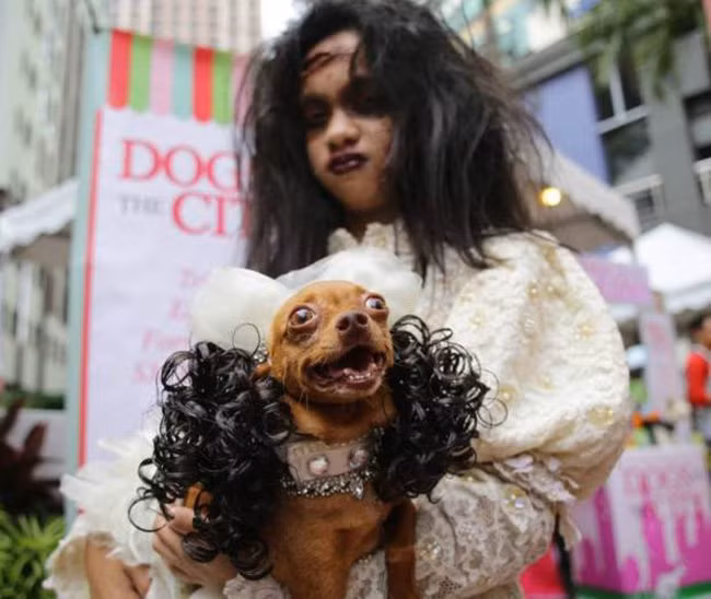 15 màn hóa trang Haloween “khó đỡ” giữa người và thú cưng hình ảnh 9 15 man hoa trang haloween “kho do” giua nguoi va thu cung hinh anh 9