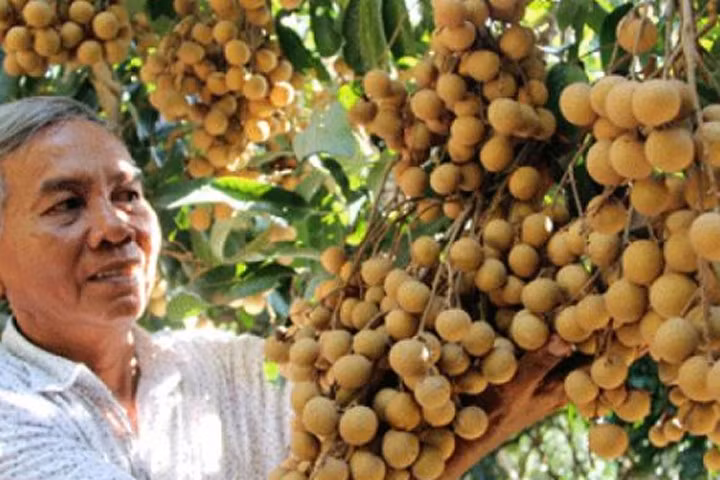 Lão nông Vĩnh Long trồng nhãn "kháng lệnh trời", thu 2 tỷ đồng/năm