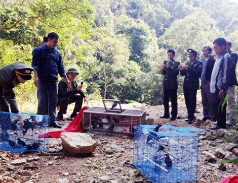 Thả 113 con chim Yểng về rừng Yên Tử.
