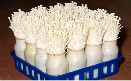 Vai buoc trong nam kim cham don gian tai nha ai cung lam duoc - Anh 1