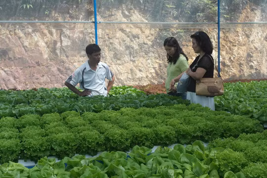 Đã có rất nhiều người đến vườn rau của bà để tham quan và học hỏi kinh nghiệm trồng rau thủy canh
