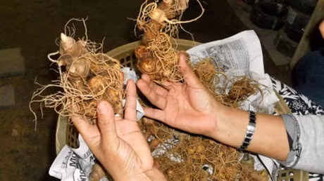 Loan thi truong sam Ngoc Linh va cach phan biet sam that, gia - Anh 1