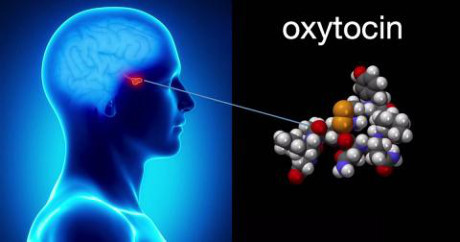 Con người hạnh phúc là do hormone tình yêu - Ảnh 1 Con nguoi hanh phuc la do hormone tinh yeu - Anh 1