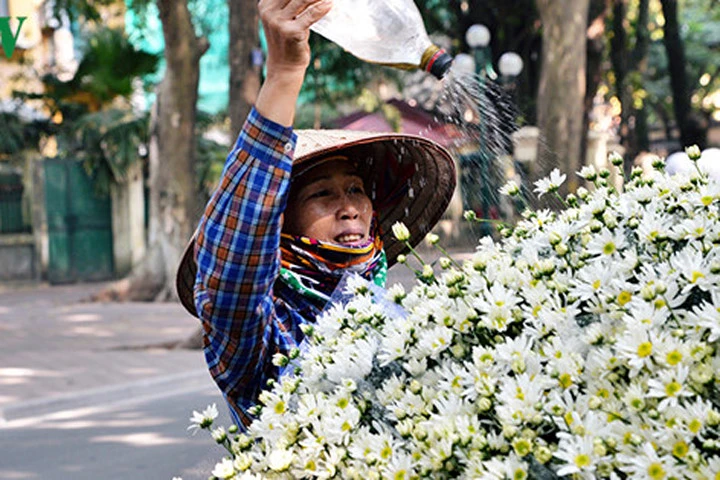 Cúc họa mi khoe sắc trắng trong gió lạnh đầu đông Hà Nội