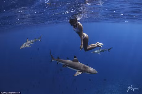 Bo anh goi cam ngoan muc cua 