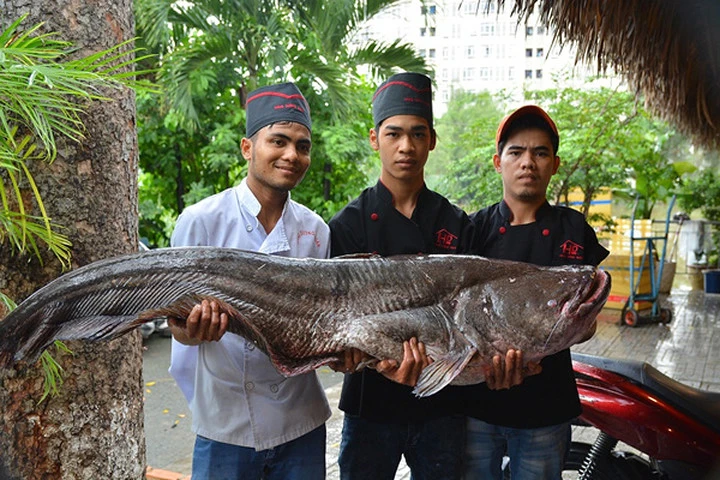 Cá leo nặng 60 kg dài 1,6 m.