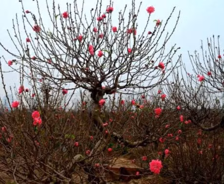 Cach chon dao, quat mang den binh an, may man ngay Tet - Anh 7