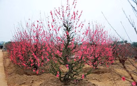 Cach chon dao, quat mang den binh an, may man ngay Tet - Anh 3