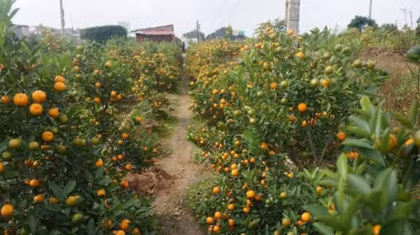 Cach chon dao, quat mang den binh an, may man ngay Tet - Anh 11