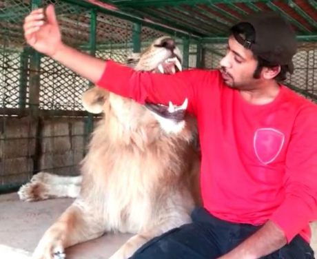 Gioi sieu giau bi cam nuoi su tu, bao dom lam thu cung - Anh 4