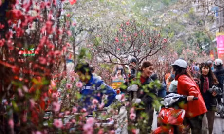 Cach chon dao, quat mang den binh an, may man ngay Tet - Anh 2