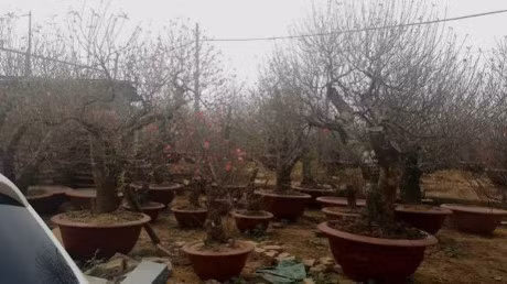 Cach chon dao, quat mang den binh an, may man ngay Tet - Anh 6