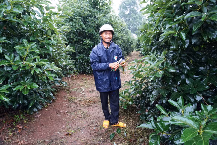 Ông Phạm Phúc Bình tươi cười bên vườn bơ Booth của mình