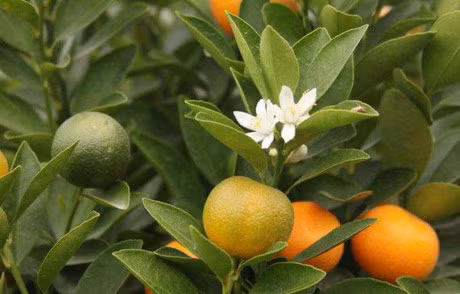Cach chon dao, quat mang den binh an, may man ngay Tet - Anh 9