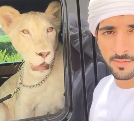 Gioi sieu giau bi cam nuoi su tu, bao dom lam thu cung - Anh 2