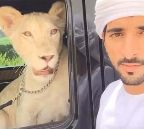 Gioi sieu giau bi cam nuoi su tu, bao dom lam thu cung - Anh 2