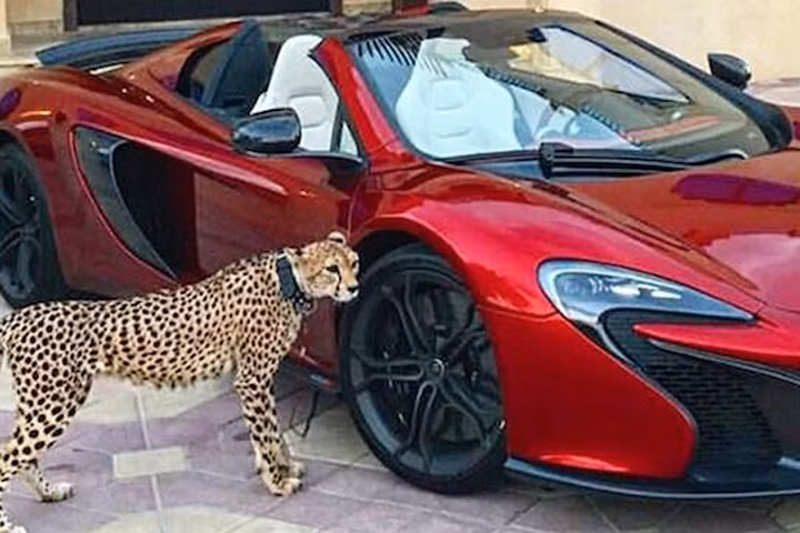 Giới siêu giàu bị cấm nuôi sư tử, báo đốm làm thú cưng