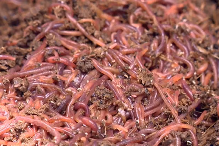 Thực hư “thần dược” giun quế