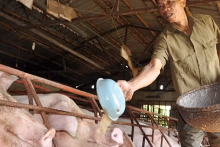 Trung Quốc bắt đầu mua lợn trở lại, giá lợn miền Bắc tăng 3.000đ/kg