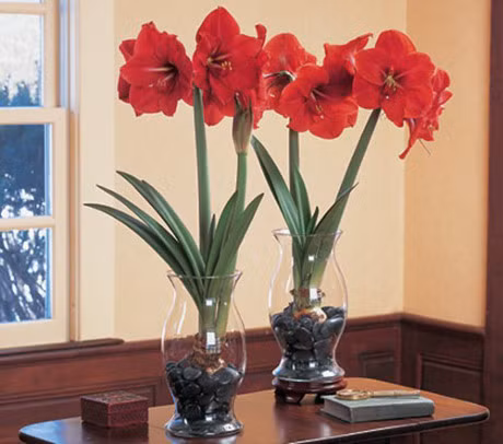 5 loai hoa dep my man chung trong nha ngay Tet chi nguoi sanh hoa moi biet - Anh 14