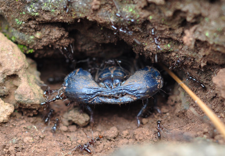 Theo chan tho san bo cap rung - Anh 6