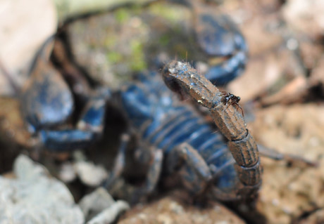 Theo chan tho san bo cap rung - Anh 7