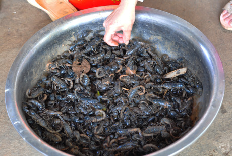 Theo chan tho san bo cap rung - Anh 9