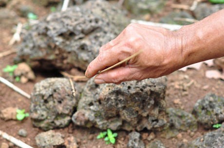 Theo chan tho san bo cap rung - Anh 5