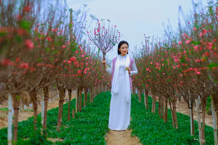 Thiếu nữ Hà Nội tìm về nét tinh khôi xưa bên hoa đào