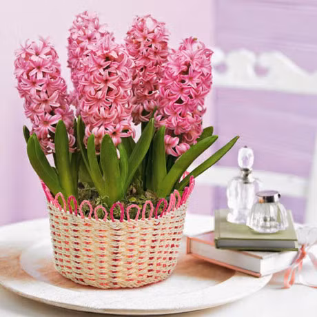 5 loai hoa dep my man chung trong nha ngay Tet chi nguoi sanh hoa moi biet - Anh 11