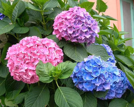 5 loai hoa dep my man chung trong nha ngay Tet chi nguoi sanh hoa moi biet - Anh 17