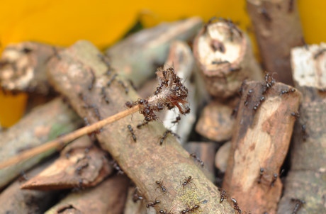 Theo chan tho san bo cap rung - Anh 3