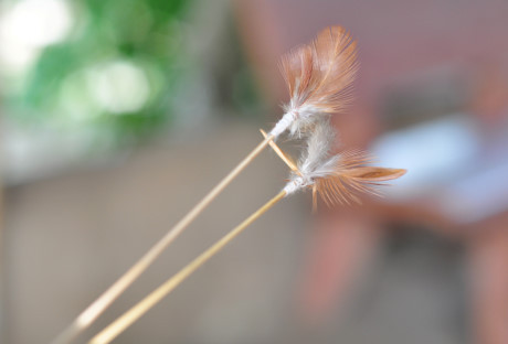 Theo chan tho san bo cap rung - Anh 2