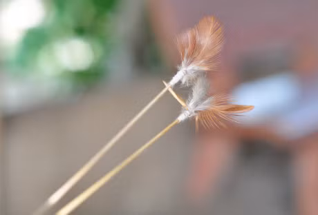 Theo chan tho san bo cap rung - Anh 2