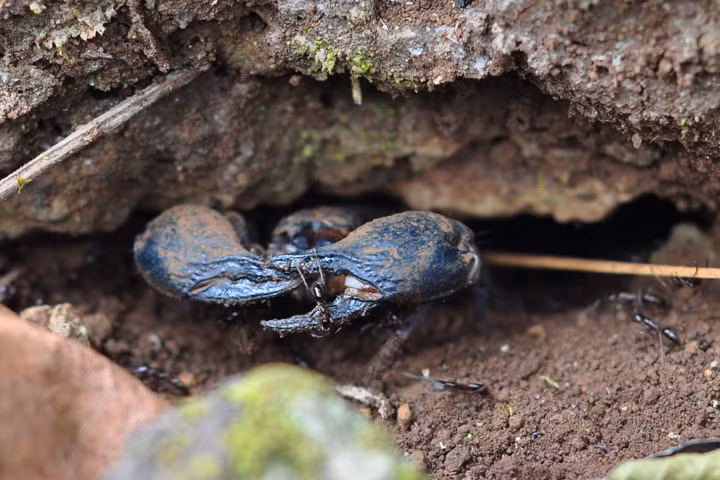 Theo chân thợ săn bọ cạp rừng